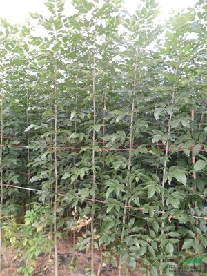 蕭縣惠豐苗木種植農(nóng)民專業(yè)合作社 以專業(yè)力量賦能鄉(xiāng)村振興