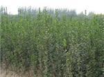 青州市新牧原花卉苗木專業(yè)合作社 北海道黃楊批發(fā)量大從優(yōu)，一站式綠化苗木供應(yīng)基地