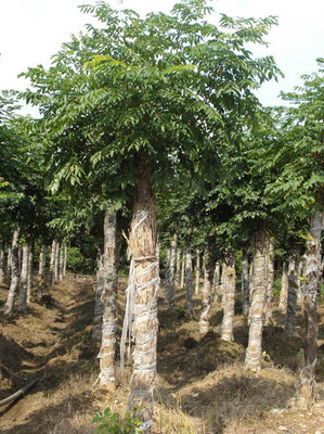 欒樹專業(yè)種植基地——湖南益陽宏發(fā)苗木種植基地