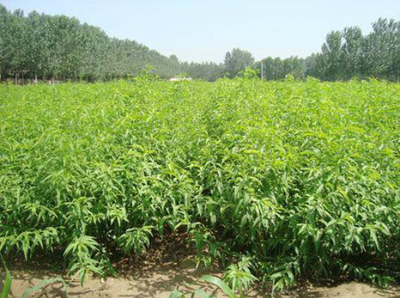 揚(yáng)州沂蒙霜紅桃苗基地 專業(yè)培育高產(chǎn)品種，以驚喜價(jià)格助力豐收