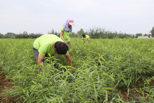 新手必看 種植巴旦木樹苗前，這些關(guān)鍵要點(diǎn)你了解嗎？