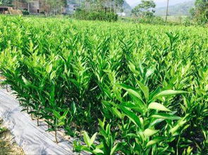 四川耙耙柑苗與綿陽種植指南 錦鵬苗木的專業(yè)服務(wù)