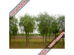 河北保定王氏苗木種植基地 柳樹品種與優(yōu)質(zhì)苗木供應(yīng)