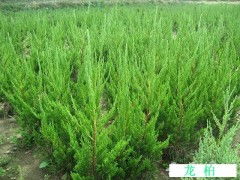 龍柏種植與批發(fā) 臨朐成偉苗木專業(yè)合作社的供應(yīng)優(yōu)勢