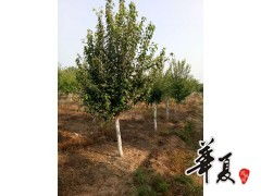 精品園林綠化苗木種植的領(lǐng)航者——旭東苗木種植專業(yè)合作社
