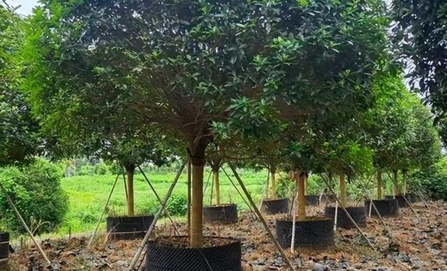 苗木人必看 | 春季移栽，苗木假植很重要！