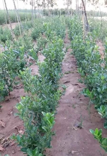 祝賀汝南縣中生花木種植專業(yè)合作社入駐苗木通——江建華與河南雪松產(chǎn)業(yè)新篇章